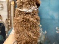 Orijinal en sevimli Kore Maltipoo