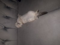3 aylık scottish fold kedisi