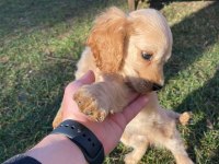 SAĞLIK GARANTİLİ DİŞİ SAFKAN AMERİCAN COCKER SON BİR