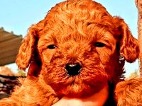 Muhteşem toy poodle bebeklerimiz