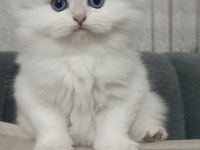 Scottish fold dişi yavru
