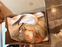 Guinea pig 1 dişi ve 1 erkek
