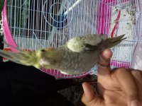 Sultan Papağanı 3 Aylık