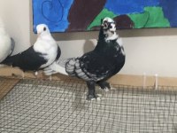 3 adet hünkari 1 mısıri güvercin