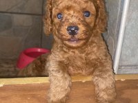 Güzel poodle yavrular yeni yuvalarını arıyor