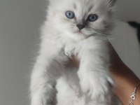 LONGHAİR BRİTİSH VE SCOTTİSH ÖZEL IRK UYGUN