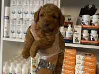Ruhsatlı çiftlikten poodle yavrularımız