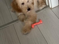 9 aylık köpeğimizi sahiplendirmek istiyoruz