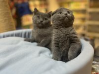 Muhteşem Tam Kapalı Kulak Scottish Fold