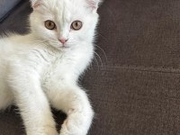 Evcil british longhair