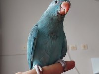 Mutasyon Pakistan Papağanı Bebek