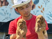 Maltipoo yavrular çiftlikten