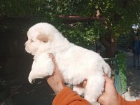 Chow chow bebeklerimiz