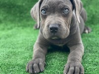Cane corso dişi köpeğimiz