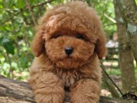 Toy Poodle Yavru Köpeğimiz