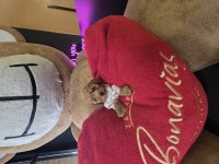 WC EĞİTİMLİ YAVRU TOY POODLE