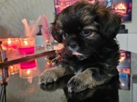 Shih Tzu Safkan Dişi-Erkek 2 aylık yavrularımız