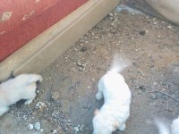 1 5 buçuk aylık yavrular