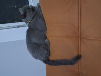 BRİTİSH SHORTHAİR CHİVAS OĞLUM