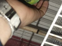 Yavru muhabbet kuşu bulunurlar