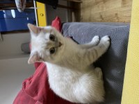 3 aylık british shorthair beyaz