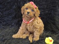 Sevimli Prenses Poodle