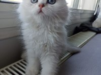 Mükemmel sıfır kulak scottish fold longhair bebeğim
