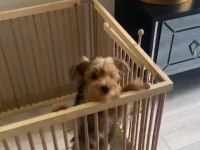Aşılı ped eğitimli yorkshire terrier