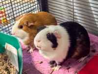 Yavru Ginepig