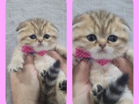 Irk garantili scottish fold yavrular bilgi özelden verilecek