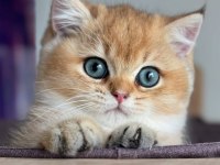 İnci Tanemiz Golden British Shorthair 