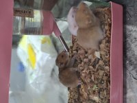 Hamster yavruları