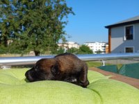 Rezerve açık üst düzey malinois yavrular