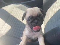 45 Günlük Sıfır Burun Gül Kuyruk Erkek Pug