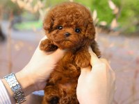 Güzeller güzeli show yapıdaki özel toy poodle meleklerim