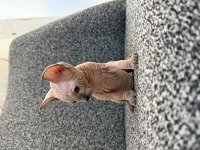 SFENKS YAVRU KEDİMİZ