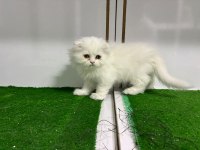 Irk Ve Sağlık Garantili Scottish Fold