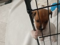 DÜNYALAR GÜZELİ JACK RUSSELL YAVRUMUZA YUVA ARIYORUM