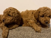 Sevgi Dolu Poodle Yuvalarını Arıyorlar