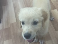 Golden retriever 3 aylık erkek iç dış parazit karma oldu