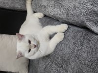 British shorthair sevimli