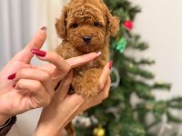Toy poodle köpeği