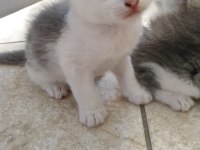 Dişi 2 aylık british shorthair