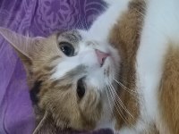 Evcil hayvanımız ekmek çok tatlıdır