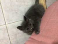 Russian blue yavru kedimiz