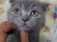 Safkan minnoş oğlumuz scottish fold