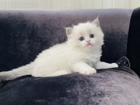 RAGDOLL YAVRU KEDİLERİMİZ