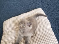 Safkan british ve scottish fold