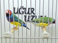 Gökkuşağı ispinozu (Gouldian Finch) mevcuttur