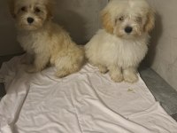 Yavru maltipoo